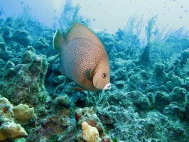 006 Gray Angelfish IMG 5302